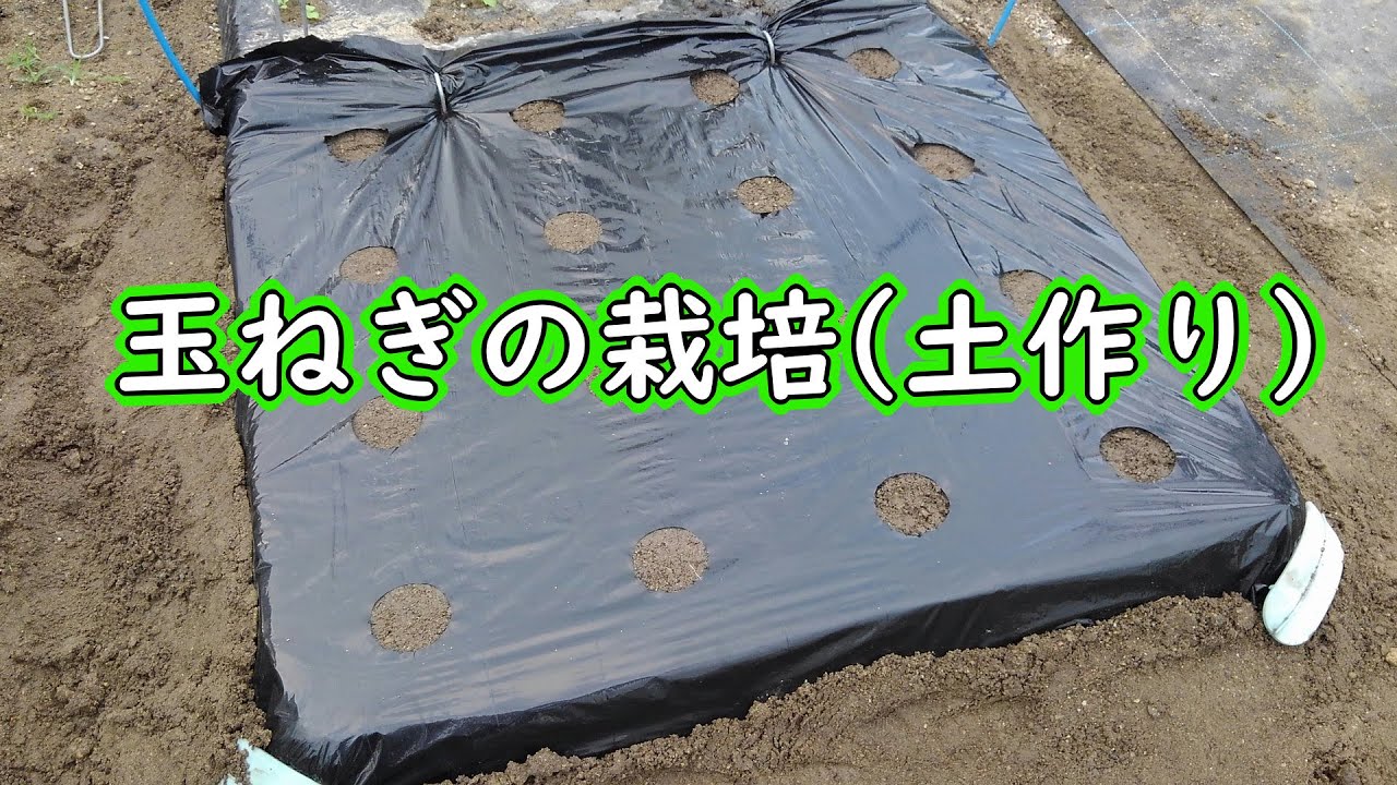 玉ねぎ の 土作り