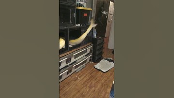 big Burmese python feeding #burmesepython #bigsnakehead #python #feeding #beautiful #snake