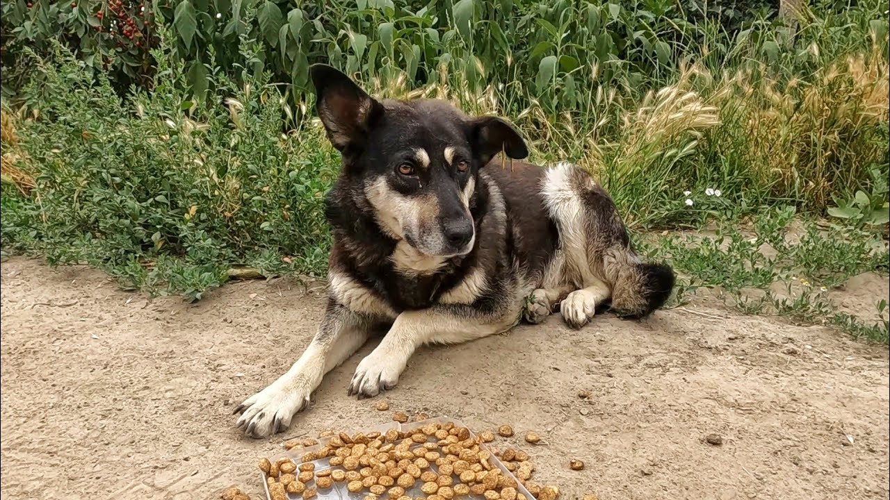 Dog Lives Entire Life on the Street Until Volunteer Spotted him - YouTube