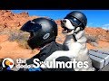 Dog rides a motorcycle with his dad through all 50 states  the dodo soulmates