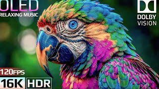 Pure Amazon Jungle 8K HDR | Wildlife Sounds &amp; Sleep Aid