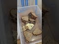 Alles für die Tonne ...