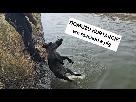 SU KANALINA DÜŞEN DOMUZ #doğadayaşam #dağdayaşam #yangın #ateşyakma