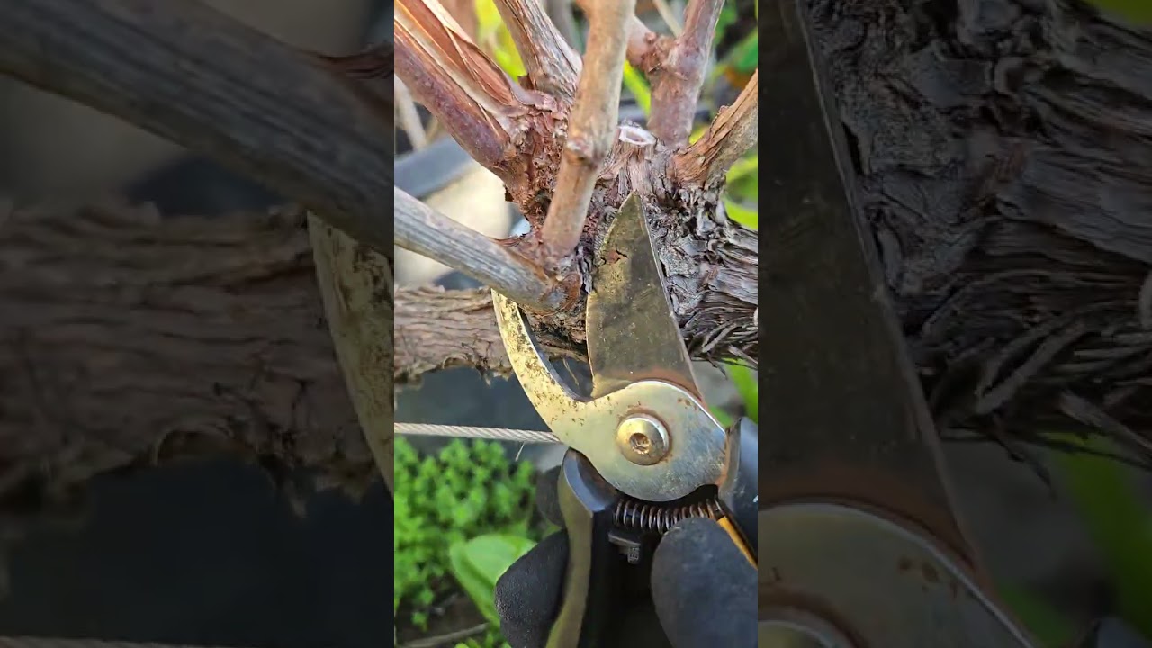 The Way I Pruned and Managed My Grapevines វិធី​ដែល​ខ្ញុំ​កាត់​ចេញ និង​គ្រប់​គ្រង​ដើម​ទំពាំងបាយជូរ​ 