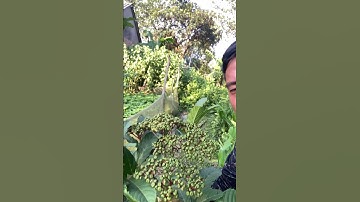 Cây Thuốc Gối Hạc bạn biết chưa#covenduongvlogs #câythuốcquý #phongthuy #câythuốcnamquí