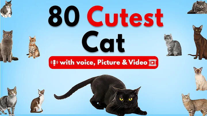 Video 11299631: maine coon persian cat, bengal cat siamese, cat breed, amazing cat