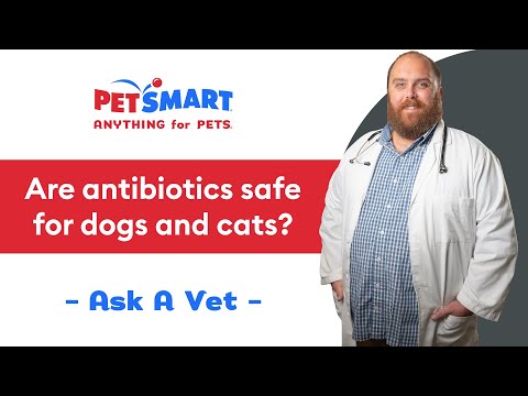 Are Antibiotics Safe for Dogs and Cats? | PetSmart Veterinary Services
