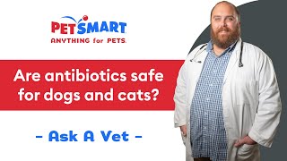 Are Antibiotics Safe for Dogs and Cats? | PetSmart Veterinary Services