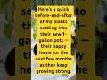 Before &amp; After: New 1-Gal Plant Pots #garden #gardening #chili #plants
