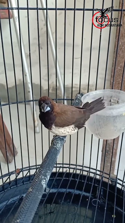 BURUNG EMPRIT JAWA PASTOL BELAJAR BUNYI