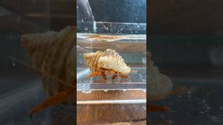 My New Pet! #indianfishguy #fish #crab #pet #animals #aquarium