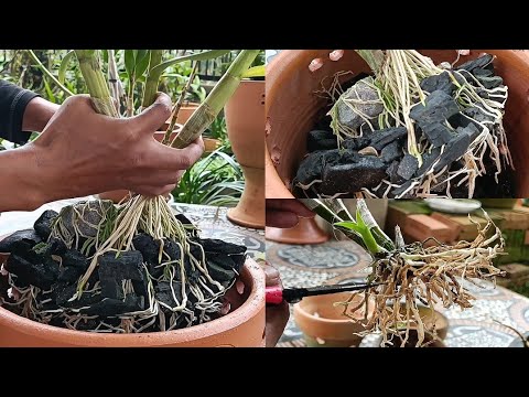 Video: Repotting Krisan - Kapan Dan Bagaimana Cara Repot Tanaman Induk