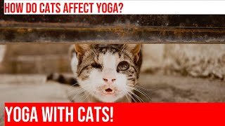 Zen Yoga with Cats: A Journey to Inner Peace