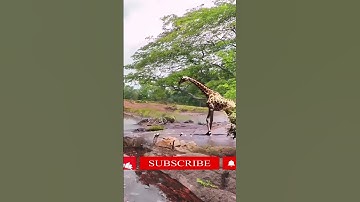 Mother Giraffe kicks their newborn & Why | Tough love situation #shorts #giraffe #calf #attack