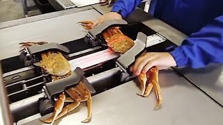 Automatic Crab Processing machine | Catching hundred ton crabs with modern ship - wow|Machinery buzz