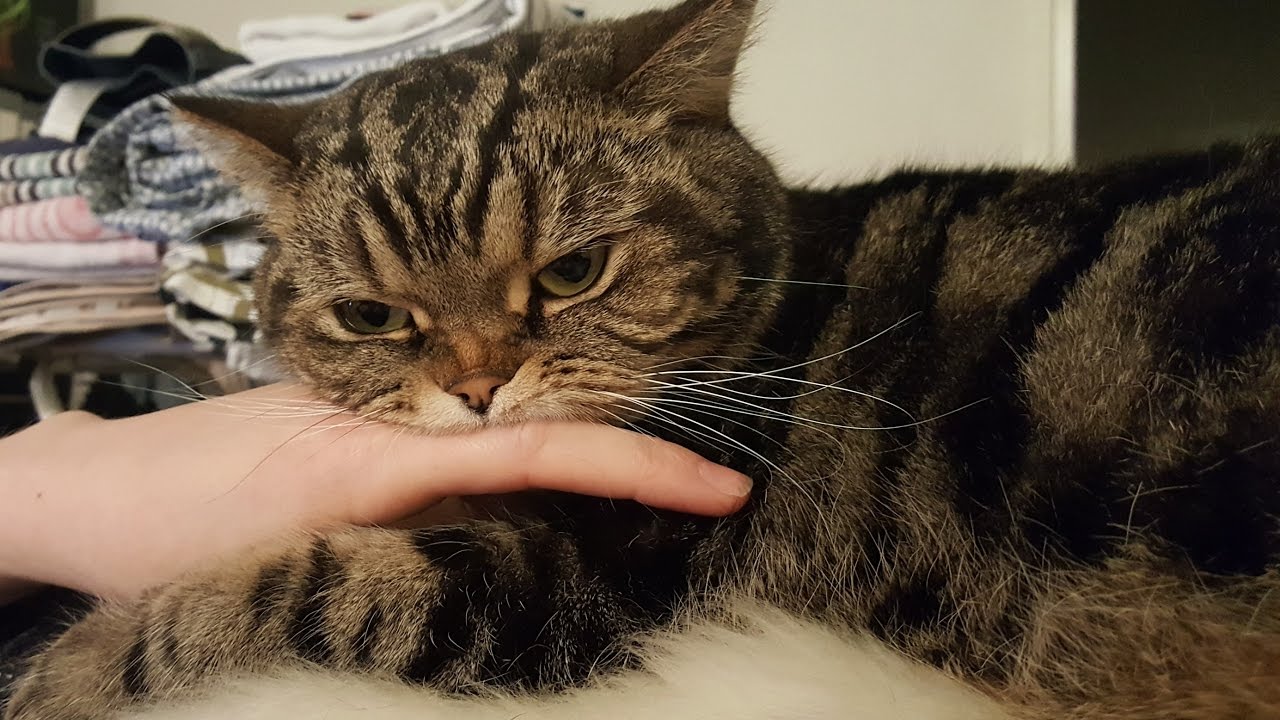 Любовь, страсть и ненависть кота; Cats love, passion and hate - YouTube