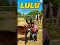 Conoce a Lulú | La burrita pastora.
