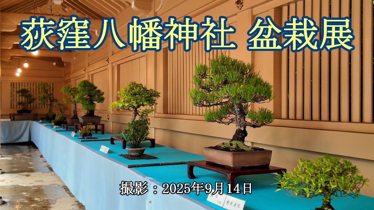 荻窪八幡神社 盆栽展 [4K] Ogikubo Hachiman Shrine Bonsai Exhibition