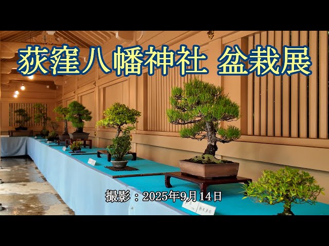 荻窪八幡神社 盆栽展 [4K] Ogikubo Hachiman Shrine Bonsai Exhibition
