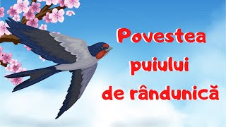 Povestea puiului de rândunică || poveste|| randunica|| păsări călătoare