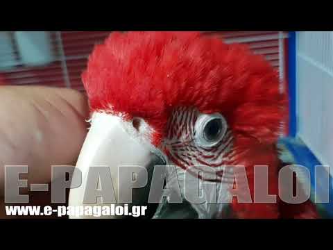 MACAWS 2018