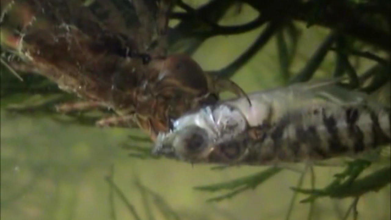 What Do Dragonfly Larvae Eat
