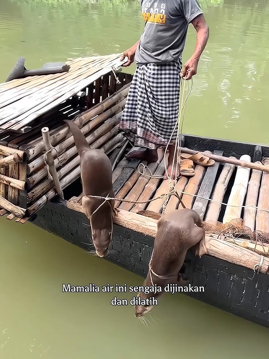 Sensasi Berbeda: Nelayan Berburu Ikan dengan Otter #shortvideo #berburu #nelayan