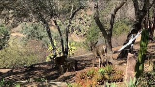 2021 10 12 young buck chasing doe