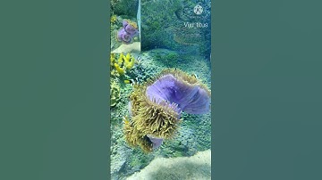 Clownfish really do look like that and live in sea anemones.  #nemo lover #nemo #youtube #ocean love