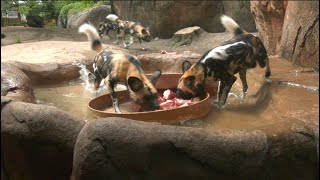 Painted Dogs Water Enrichment