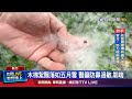 掃完風吹又飛來 家長憂心孩童吸入木棉絮