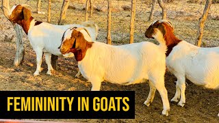 How to select a Pure/Stud boergoat, Femininity = Fertility in boer goat