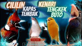 Kompilasi Master Cililin, Kapas Tembak, Kenari, Tengkek Buto // Juoss...!! Untuk Murai Batu