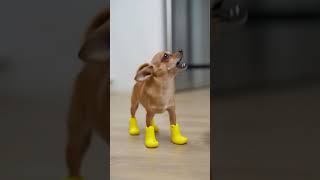 Dog Had Enough Of An Annoying Puppy