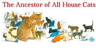 The Ancestor Of All House Cats - Ranger Rick Learning - Cat Domestication For Kids