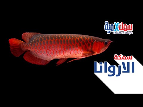 فيديو: ما هي ، سمكة التنين (أروانا)؟