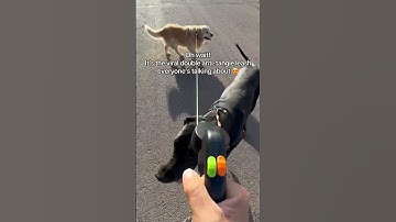 The viral double leash that lets you walk 2 dogs with zero tangles 😍Poop bag holder 💩Flashlight 🔦