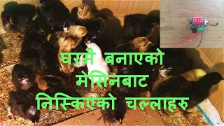 घरमै बनाएको मेसिनबाट चल्ला निस्किदै ( chicks hatching from homemade incubator )