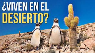 Hay pingüinos en el DESIERTO y nadie habla de eso