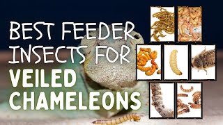9 Best Insects For Veiled Chameleons They Will Love To Eat screenshot 4