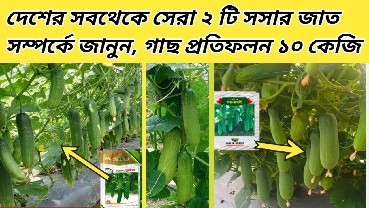 সর্বোচ্চ ফলনশীল গ্রীষ্মকালীন ২ টি  শসার জাত পরিচিতি শসা চাষ পদ্ধতি