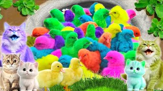 Menangkap Ayam lucu, Ayam warna warni, Ayam rainbow, Bebek,Angsa, kucing, Ikan, Ikan Cupang #362