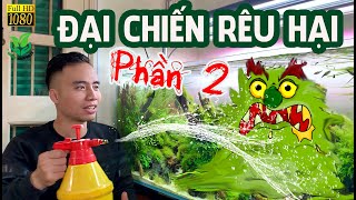 [Vlog Thuỷ sinh] Đại chiến Rêu Hại (Phần 2): Cuộc chiến hóa học #Greenhappiness