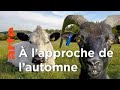 La vie cachée des animaux domestiques