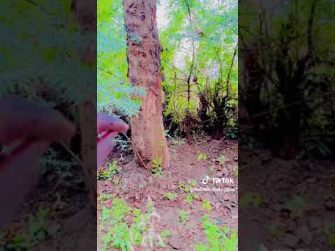 Maganin Bindiga Kunama Maciji 