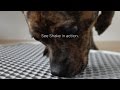 Modko - Shake Dog Potty Overview Modko - Shake Dog Potty Overview