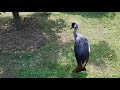 A grey crowned crane on the ground
