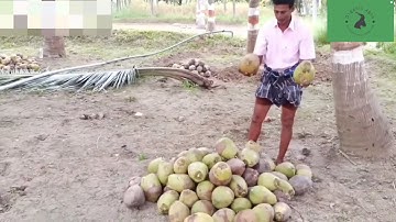 how to get more production of coconut || coconut farming || coconut ke ped pe jyada coconut kaise le