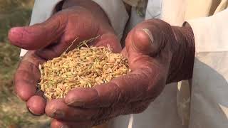 Module~7: Harvesting of rice in flood prone areas