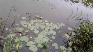 Strike Babon Nilawith Irwan Mancing